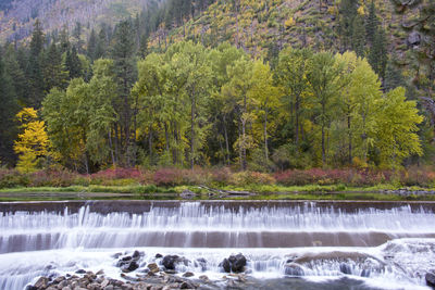 Scenic view of waterfall in forest