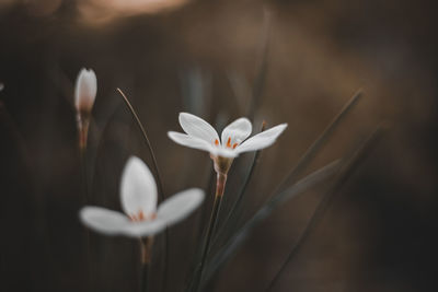 Close-up of white flowering plant