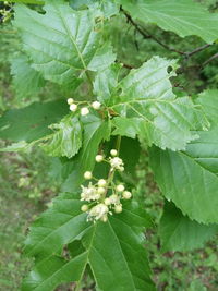 Close-up of green leaves on plant