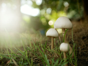 Close-up of mushroom growing on field