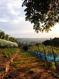 Scenic view of field against clear sky