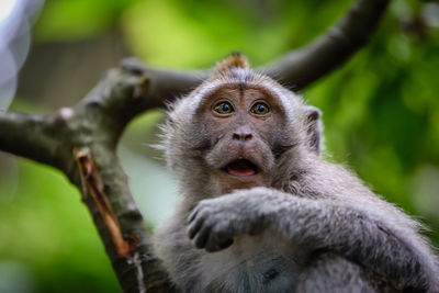 Portrait of monkey at monkey forest