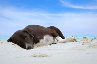 Dog resting on beach