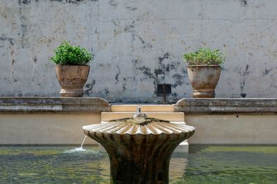 Potted plants against wall