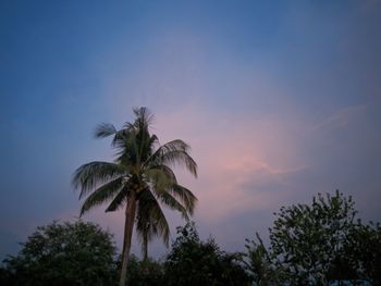 Low angle view of palm trees against sky at sunset