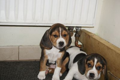 Portrait of puppy on wall