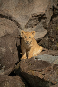 Cat on rock formation