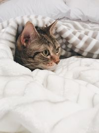 Portrait of cat relaxing on bed at home