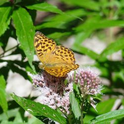 Close-up of butterfly on plant