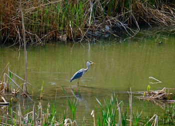 High angle view of gray heron perching on grass in lake