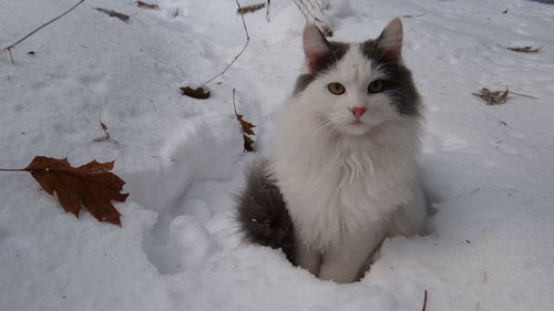 Portrait of white cat sitting on snow