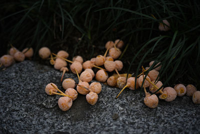 High angle view of mushrooms growing on field