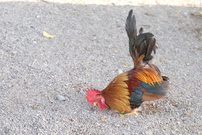 High angle view of rooster