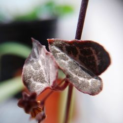 Close-up of wilted flower on plant