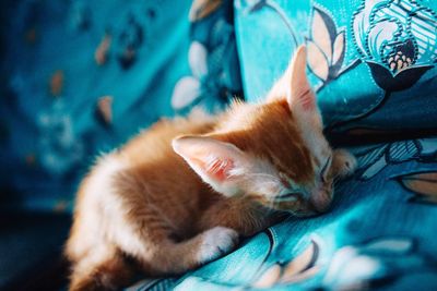 Close-up of cat relaxing