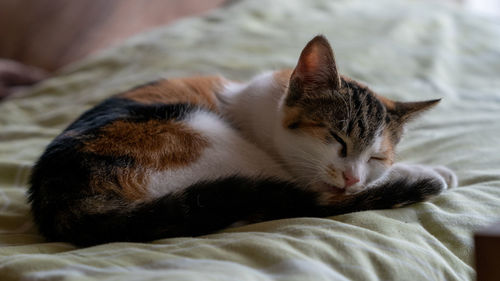 Close-up of cat sleeping on bed