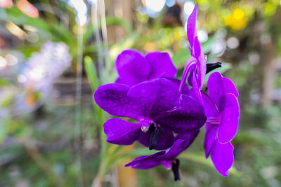 Close-up of purple flowers blooming outdoors