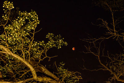 Low angle view of tree against sky at night