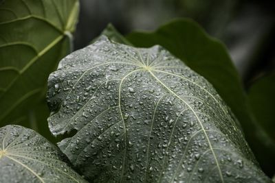 Close-up of wet plant leaves during rainy season