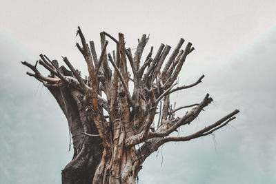 Low angle view of bare tree against sky