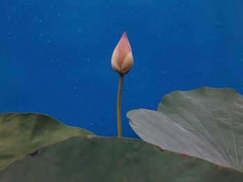 Close-up of lotus water lily in blue background