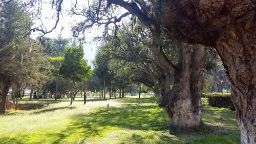 Trees in park