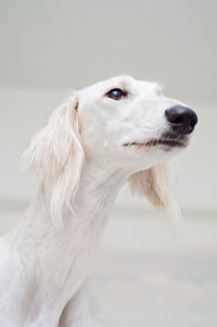 Purebred white saluki sighthound lying down and relaxing, looking away from the camera.