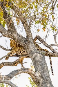 Low angle view of cat on tree