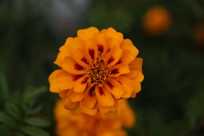 Close-up of marigold flower