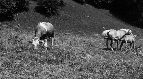 Horses standing on field