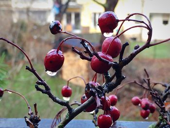 Close-up of berries on tree