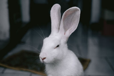 Close-up of white cat