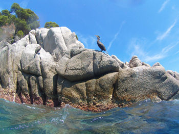 Turtle on rock by sea against sky