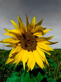 Close-up of sunflower blooming outdoors