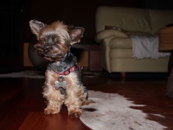 Yorkshire terrier sitting at home