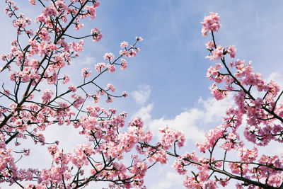 Low angle view of kawazu cherry blossom in kyoto.