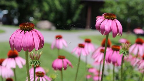 Close-up of purple coneflower blooming outdoors