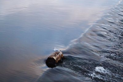 Seagull on driftwood