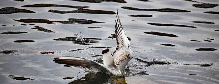 High angle view of birds in lake