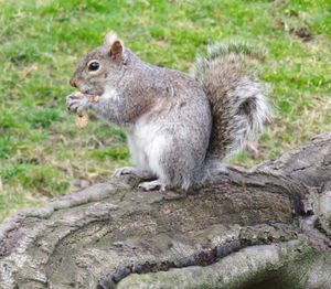 Squirrel on log