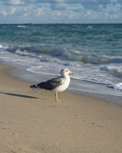 Seagull on beach