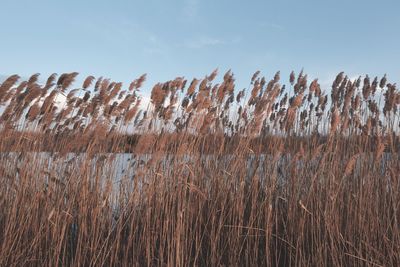 Plants against sky