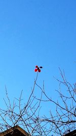 Low angle view of red flowers against blue sky