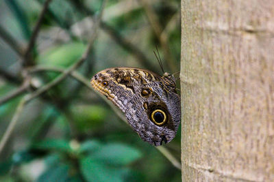 Close-up of butterfly on wood