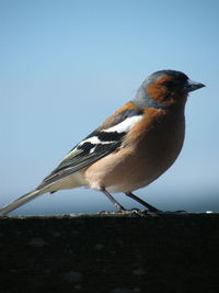 Close-up of bird perching against clear sky