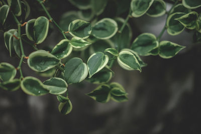 Close-up of fresh green leaves