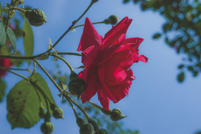 Low angle view of red flowering plant