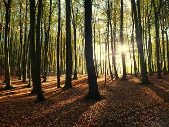 Sunlight streaming through trees in forest