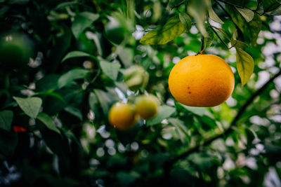 Close-up of fruits on tree