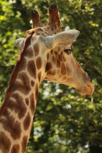 Close-up of giraffe